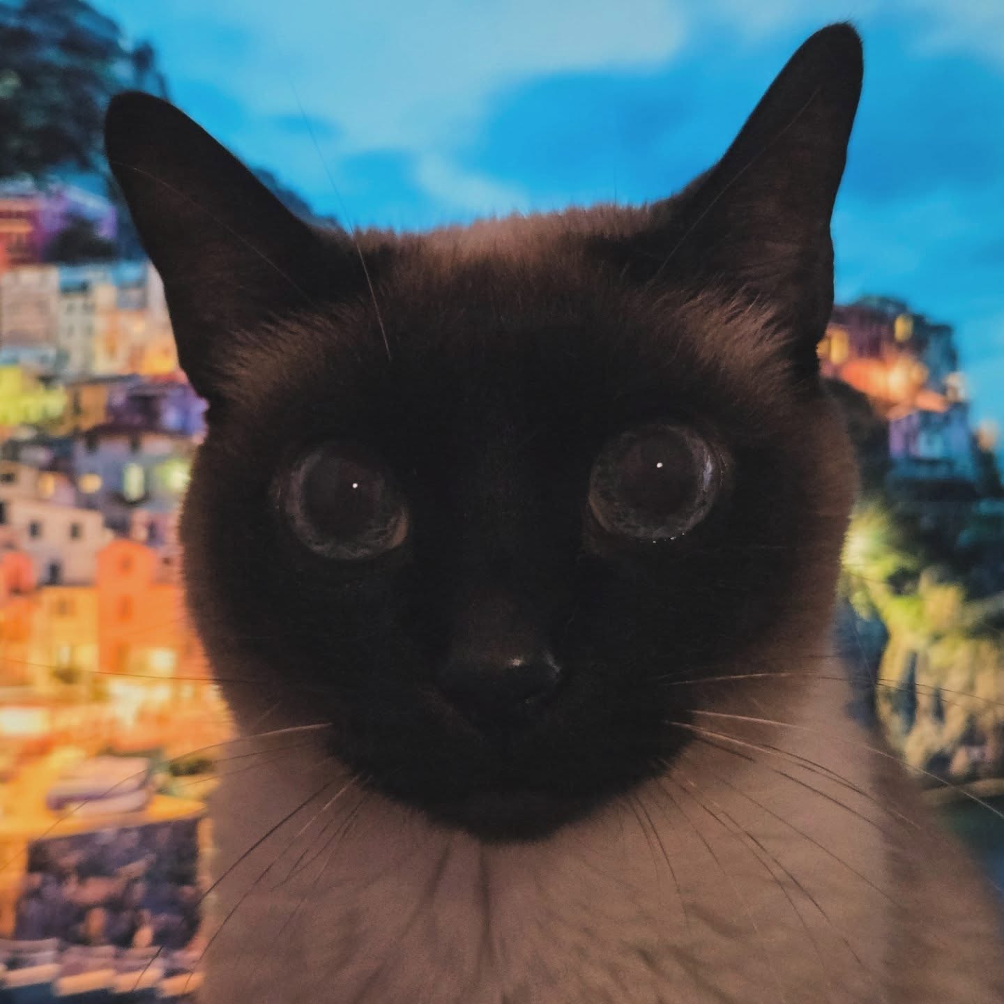 Neko in Manarola